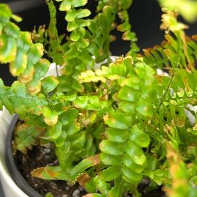 Photo of the plant species Jesters Crown Fern by @FineWhitedyckia named Austen on Greg, the plant care app