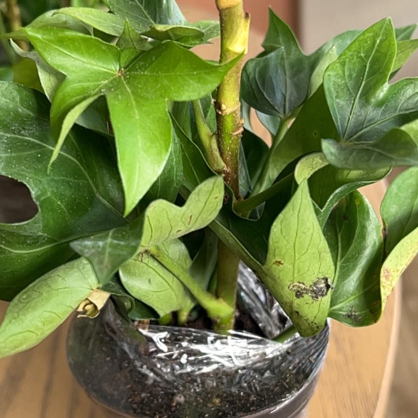 Photo of the plant species Golden Ivy by @FunPurei90 named Harry on Greg, the plant care app