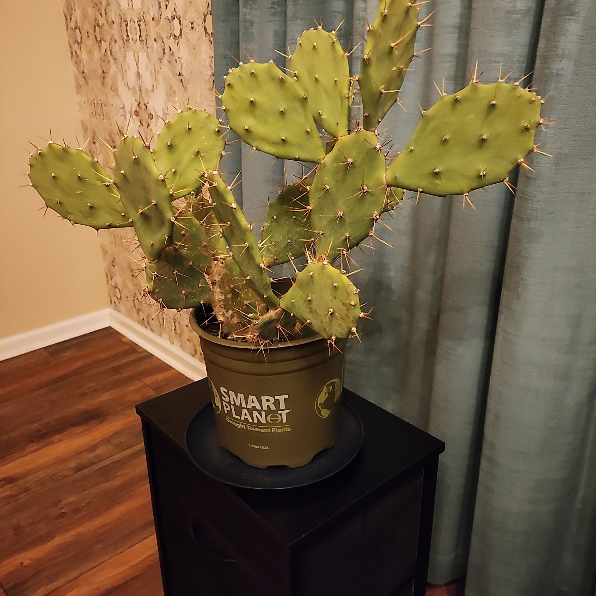 Photo of the plant species Opuntia 'Desert Ace' by @WhizkerBizkit named Spike on Greg, the plant care app