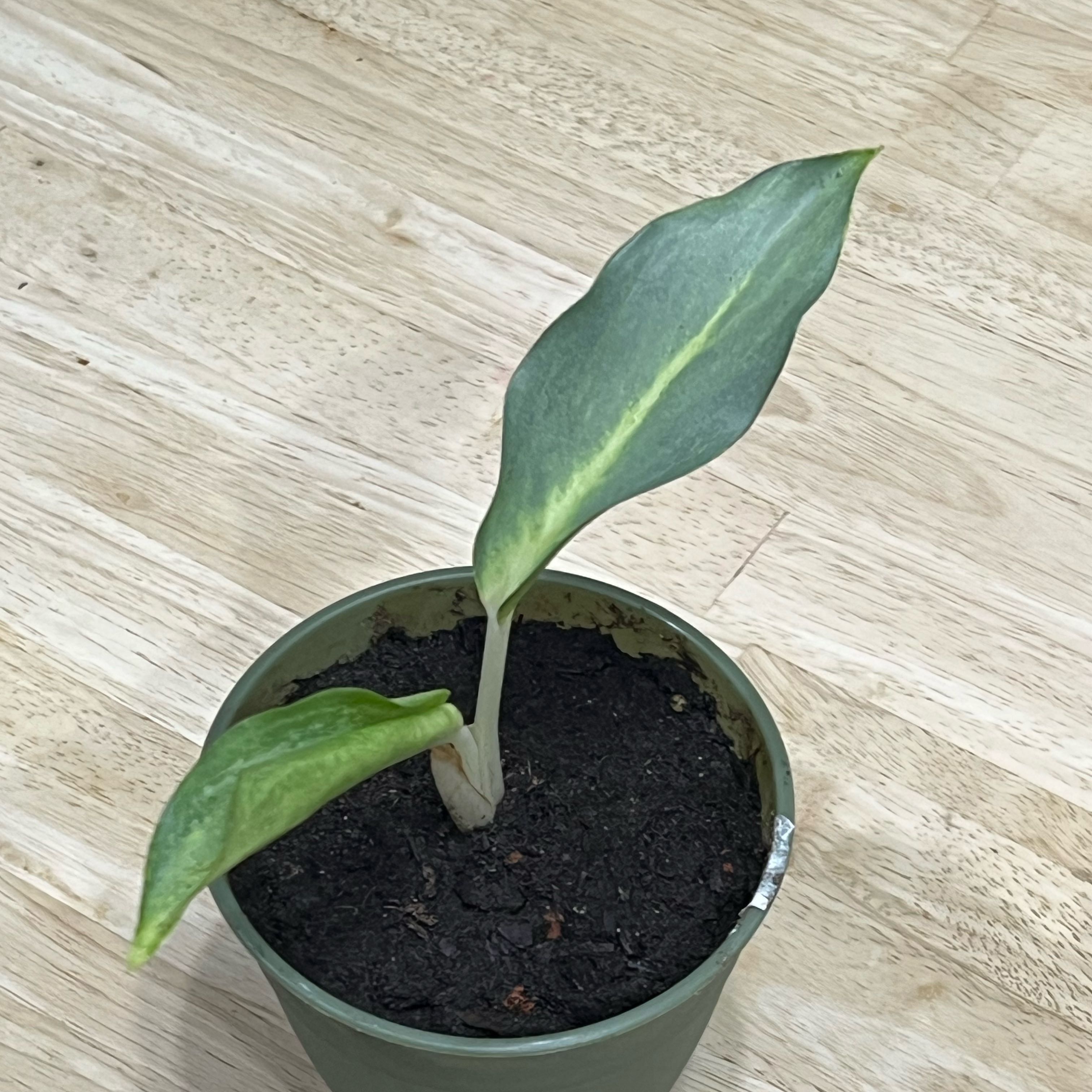 Photo of the plant species Chinese Evergreen by @RealRhapsispalm named Aria on Greg, the plant care app
