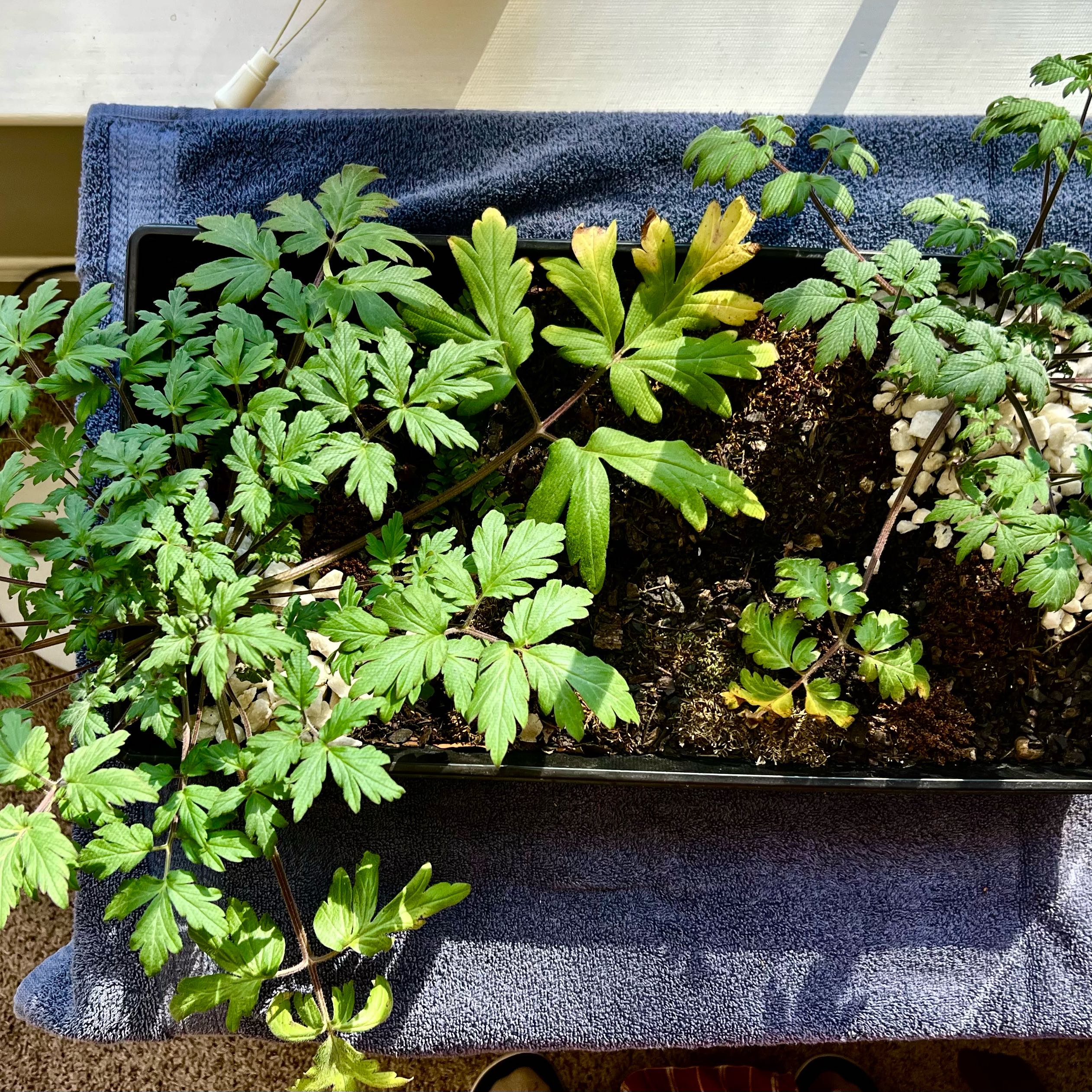 Plant care for Thickleaf Yerba Santa on Greg, the plant care app