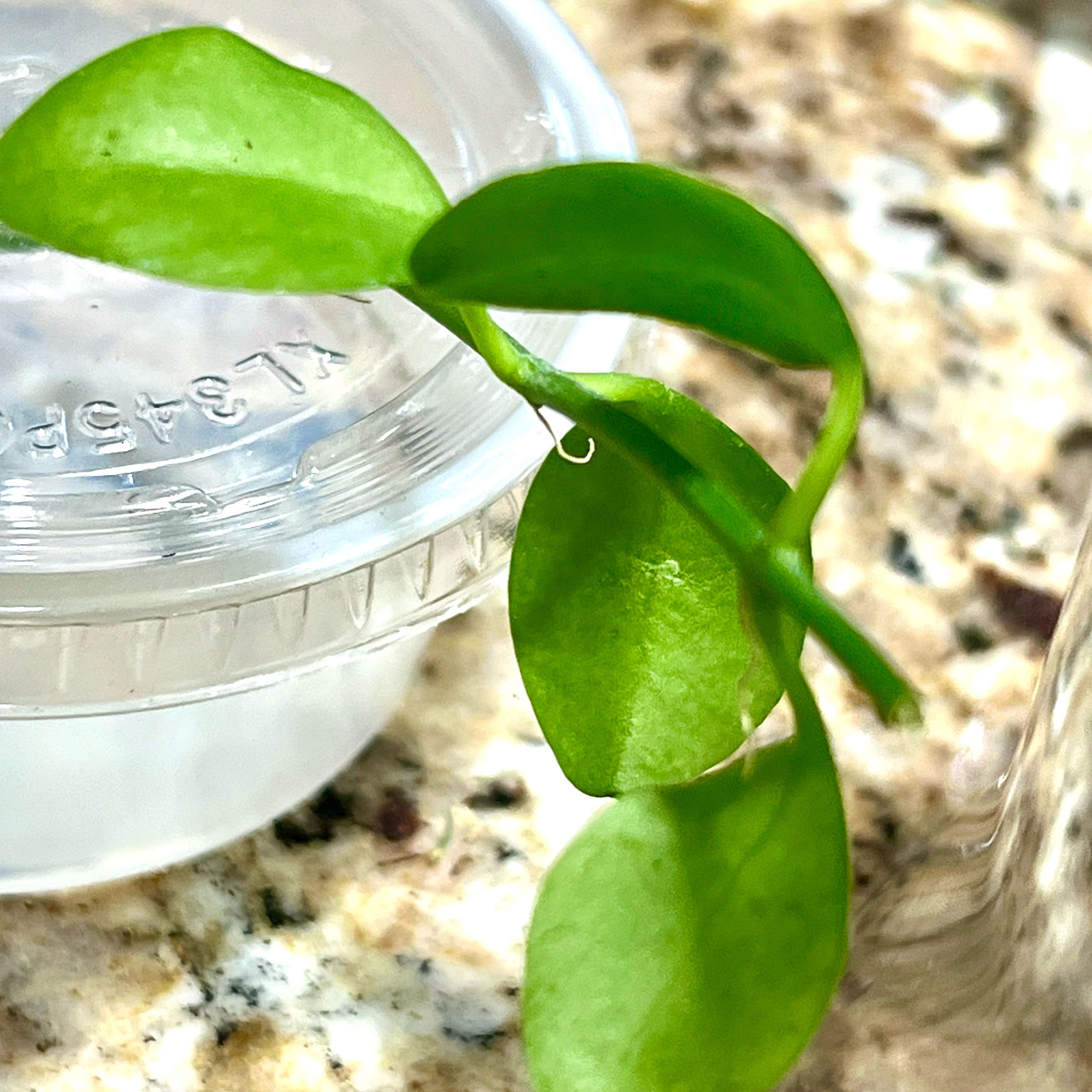 Photo of the plant species Geri dischidia by @RealRhapsispalm named Plato on Greg, the plant care app
