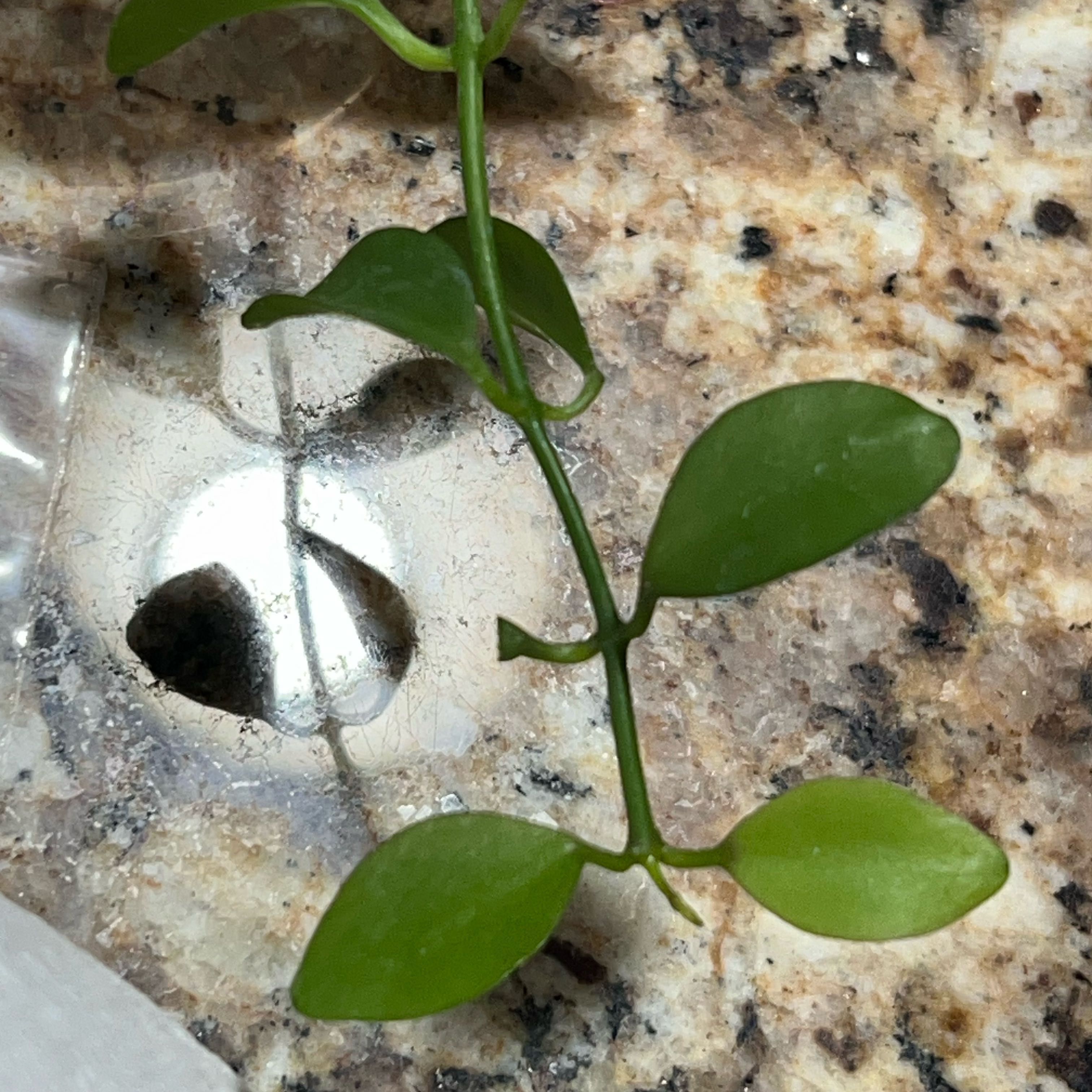 Photo of the plant species Geri dischidia by @RealRhapsispalm named Aristotle on Greg, the plant care app