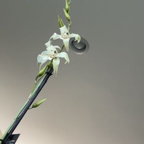 Photo of the plant species Beallara Orchid by @ShinyCoccoon51 named Hemingway on Greg, the plant care app