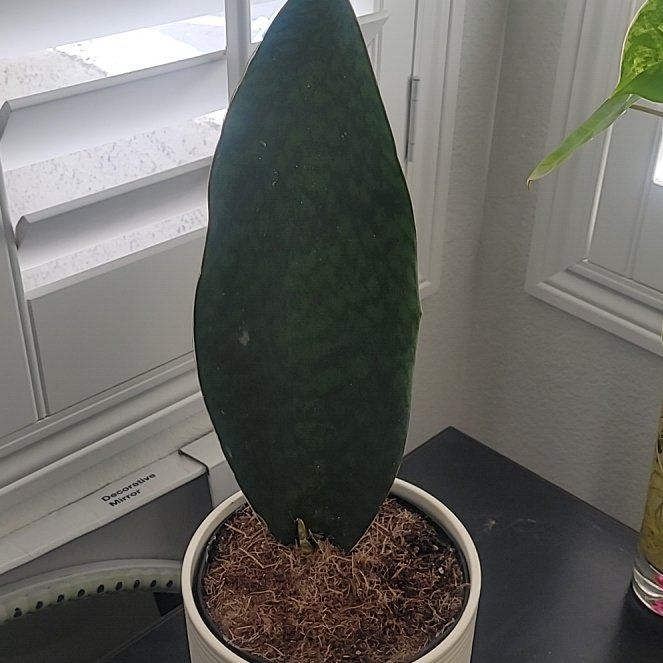 Photo of the plant species Whale Fin 'Black' by @DestinedLilac named Selena Gomez on Greg, the plant care app