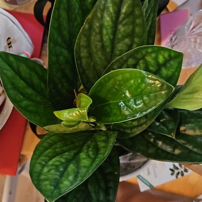 Photo of the plant species Green Galaxy Monstera by @OpenlyFernmoss named Winston on Greg, the plant care app