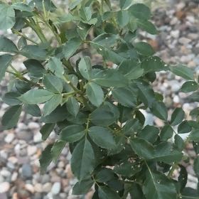 Photo of the plant species Dog Rose by @StockyCrabapple named Aria on Greg, the plant care app
