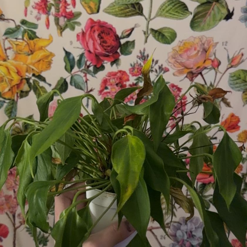 Photo of the plant species Lilli by @Connorrmua named Lilly flower on Greg, the plant care app