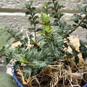 Photo of the plant species Dwarf Olive by @HopefulMorombe named Tolkien on Greg, the plant care app