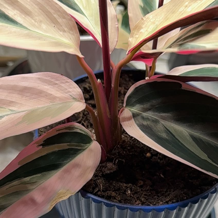 Photo of the plant species Calathea Prayer Plant, by @HopefulMorombe named Peter Parker on Greg, the plant care app