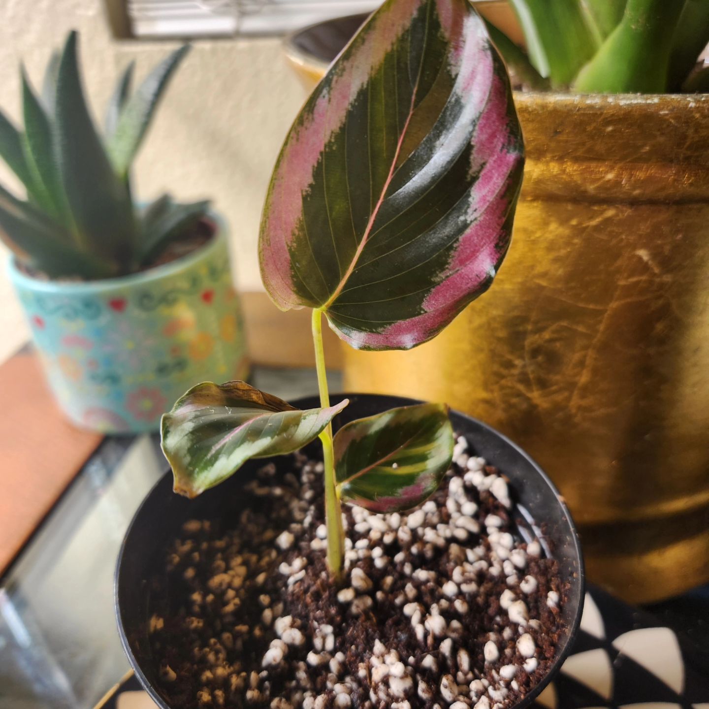 Photo of the plant species Princess Jessie Calathea by @Jejjija named Jessie on Greg, the plant care app