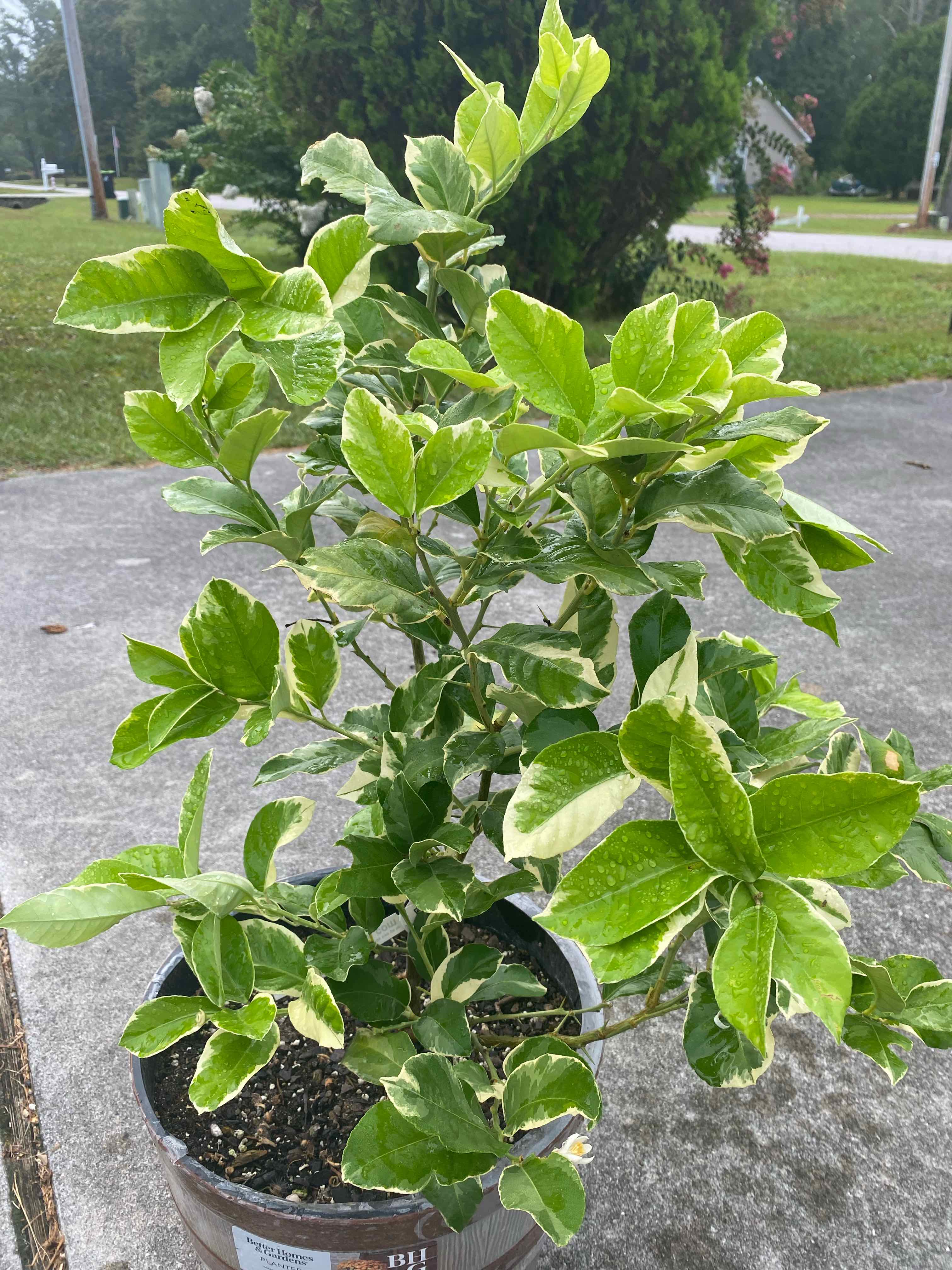 Pink Lemonade