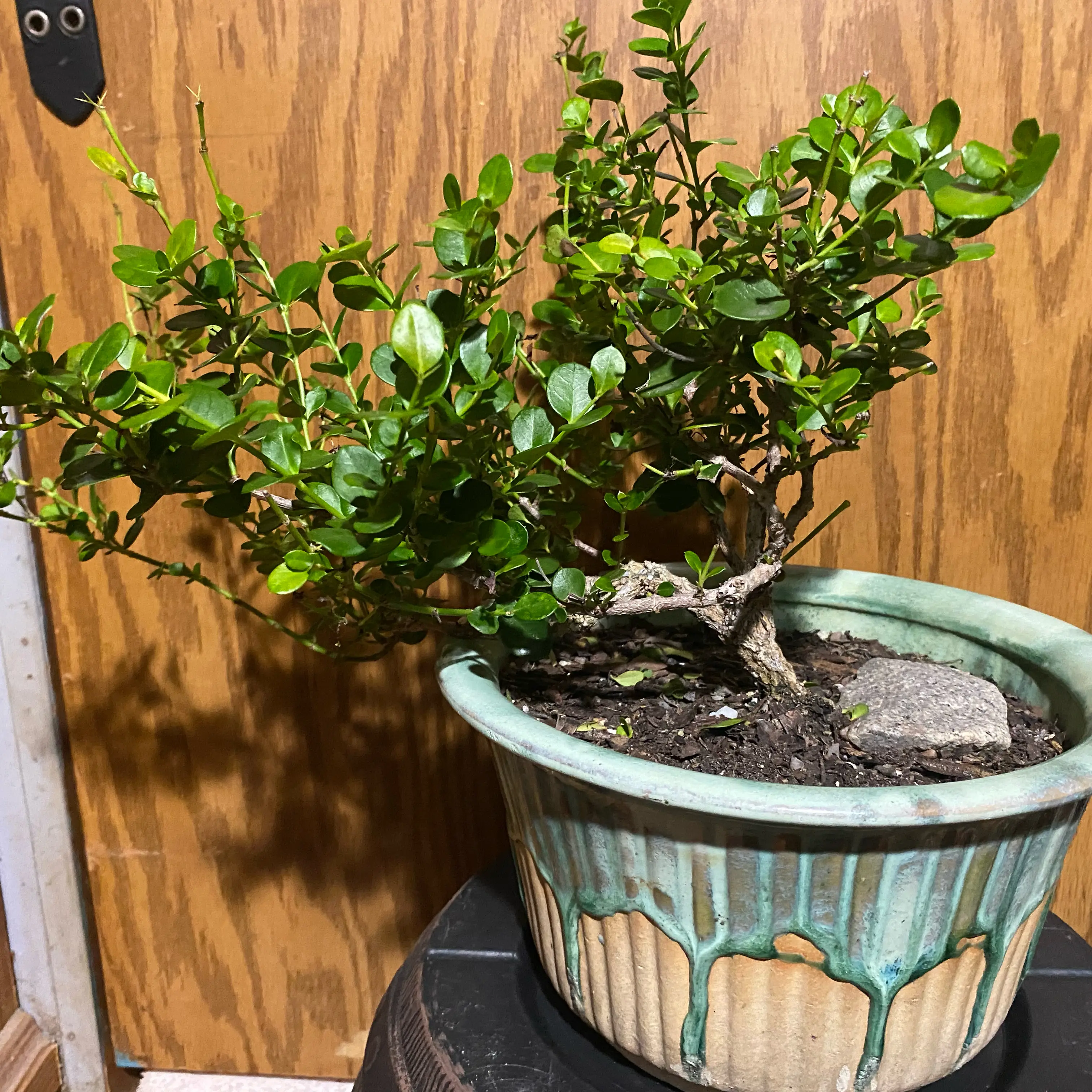 Carissa Macrocarpa