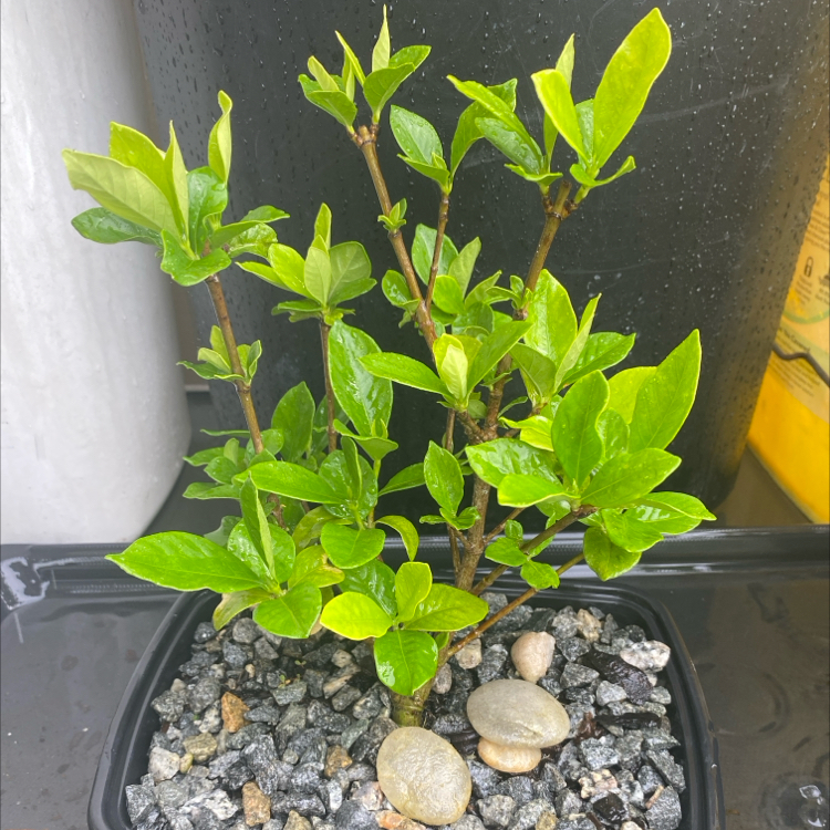 Bonsai Gardenia