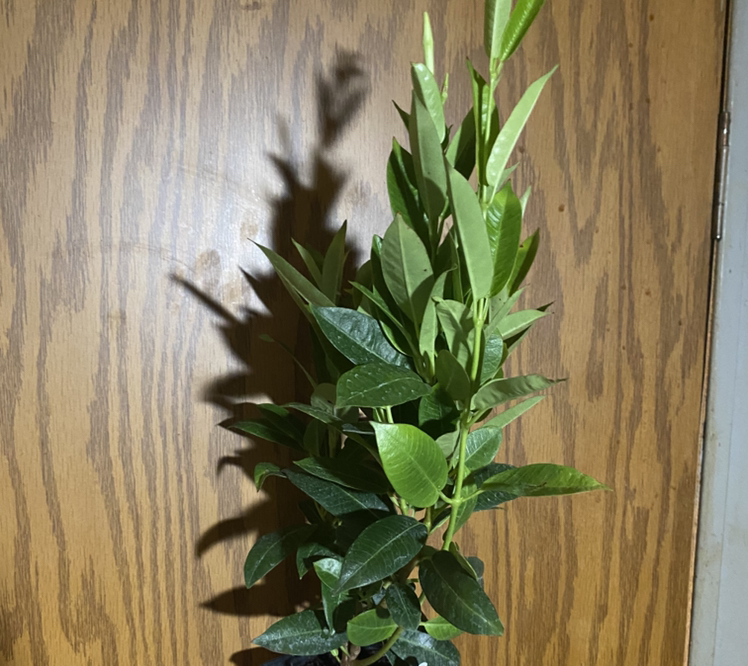 Photo of the plant species Mandevilla boliviensis by @OhGollyItsJolly named Mande white on Greg, the plant care app