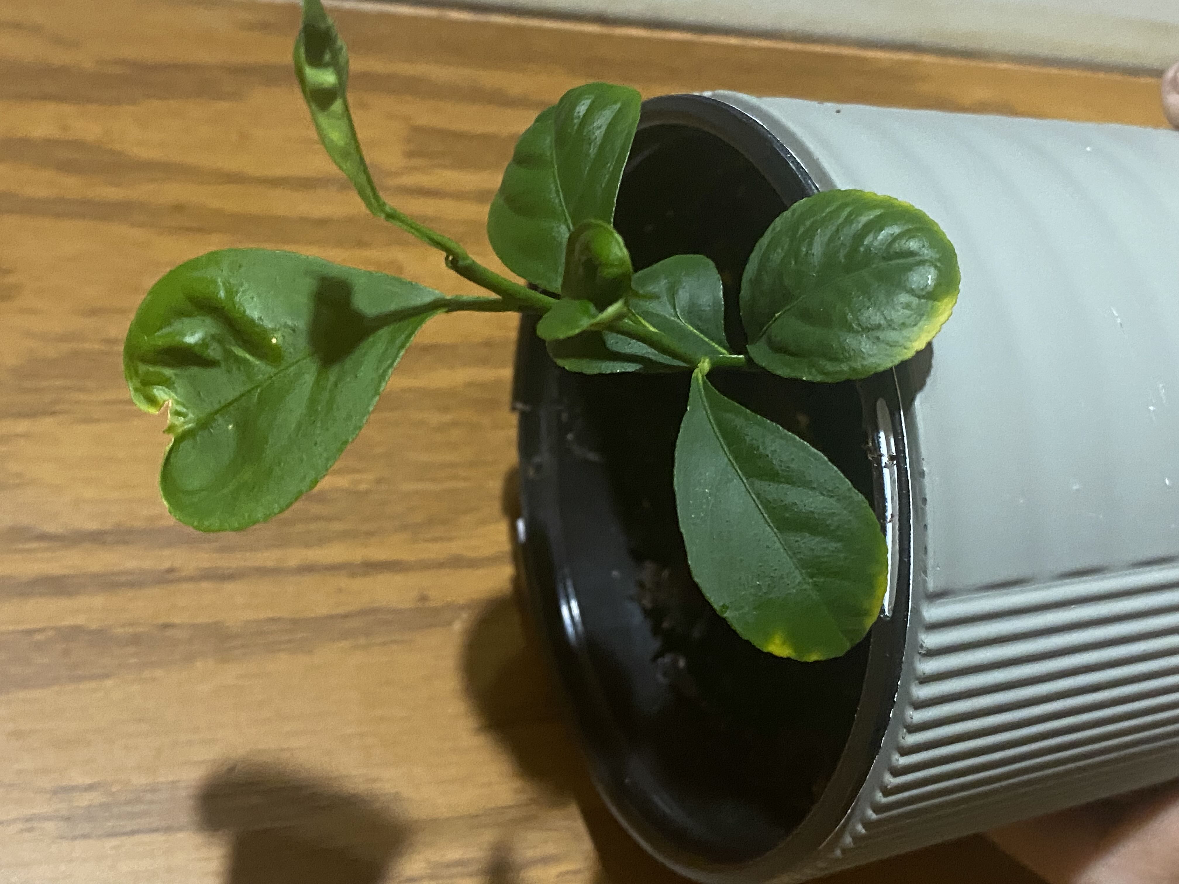 Photo from the post
