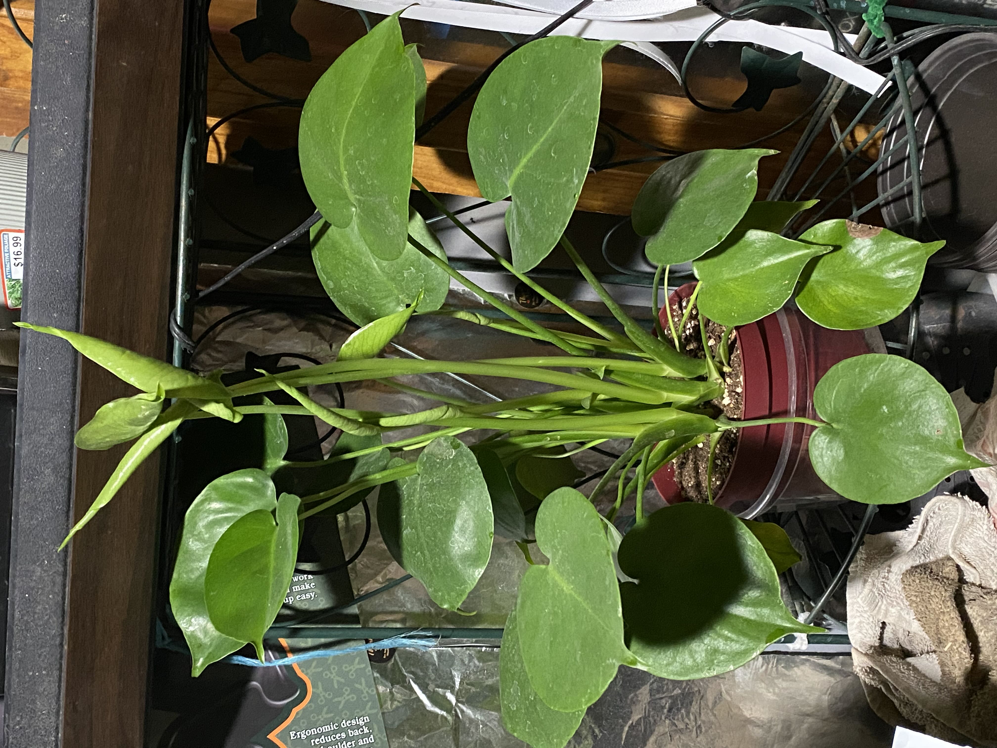 Photo from the post
