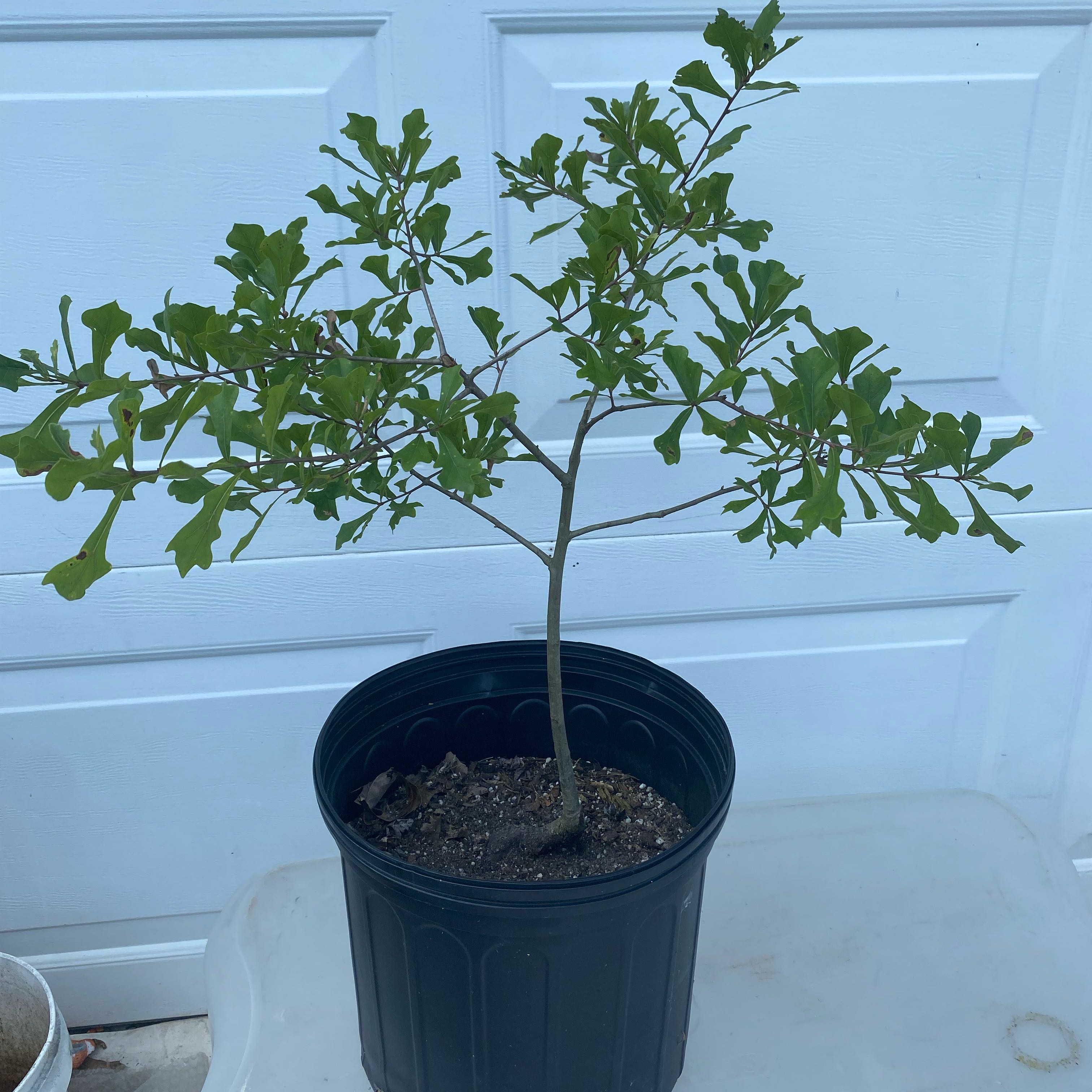 Photo of the plant species White Oak by @OhGollyItsJolly named Oakley on Greg, the plant care app