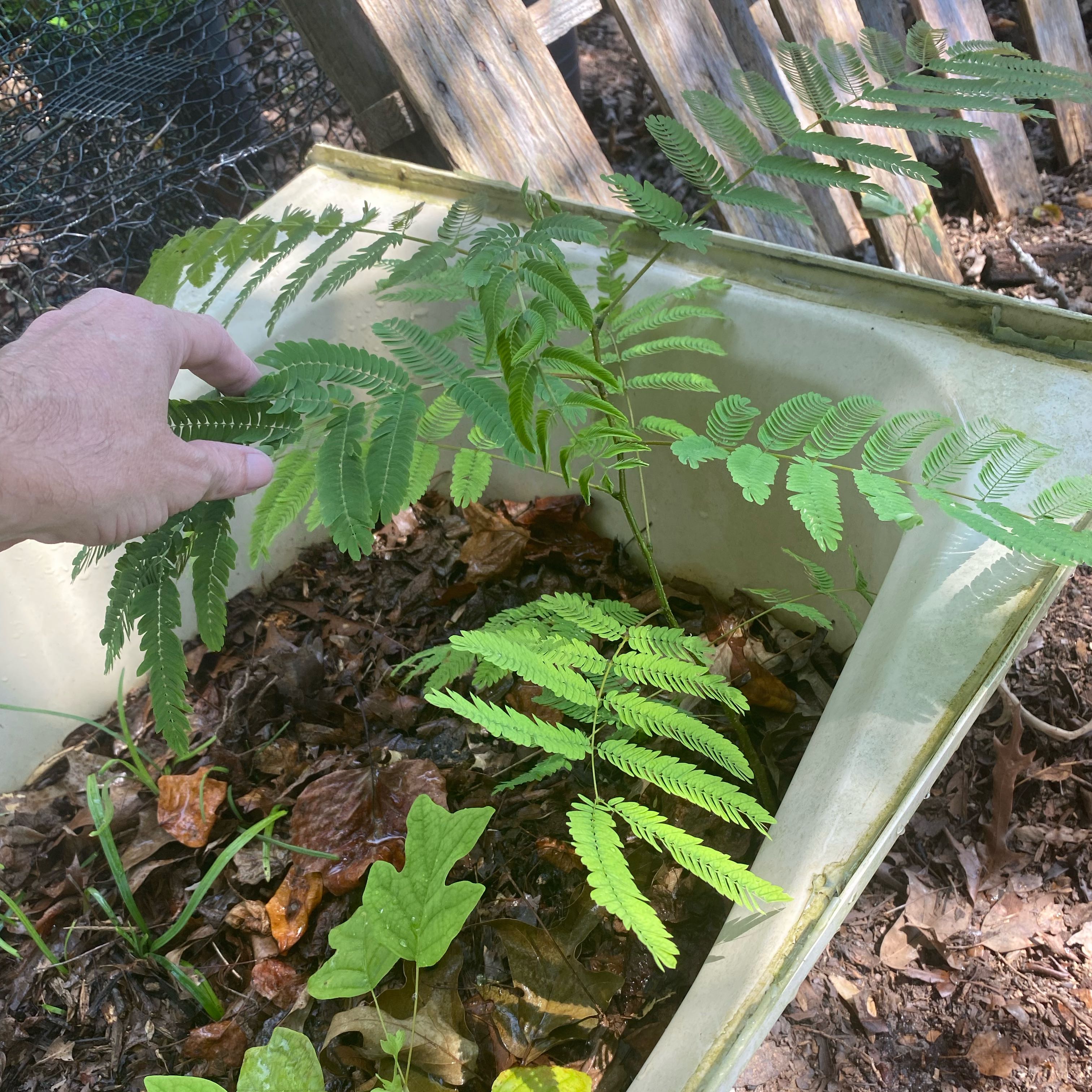 Photo of the plant species Silk Tree by @OhGollyItsJolly named Pink mimosa on Greg, the plant care app
