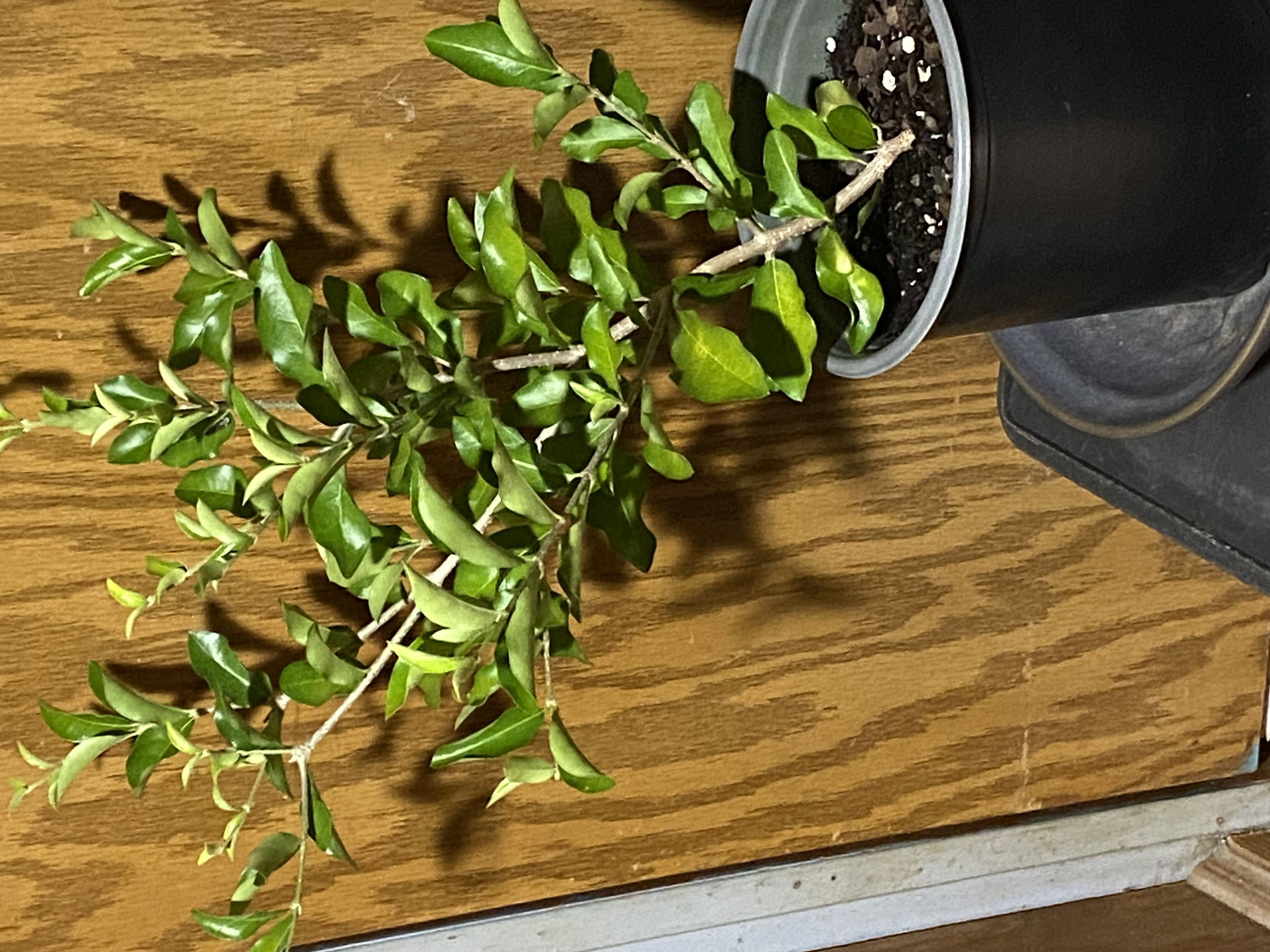 Photo from the post