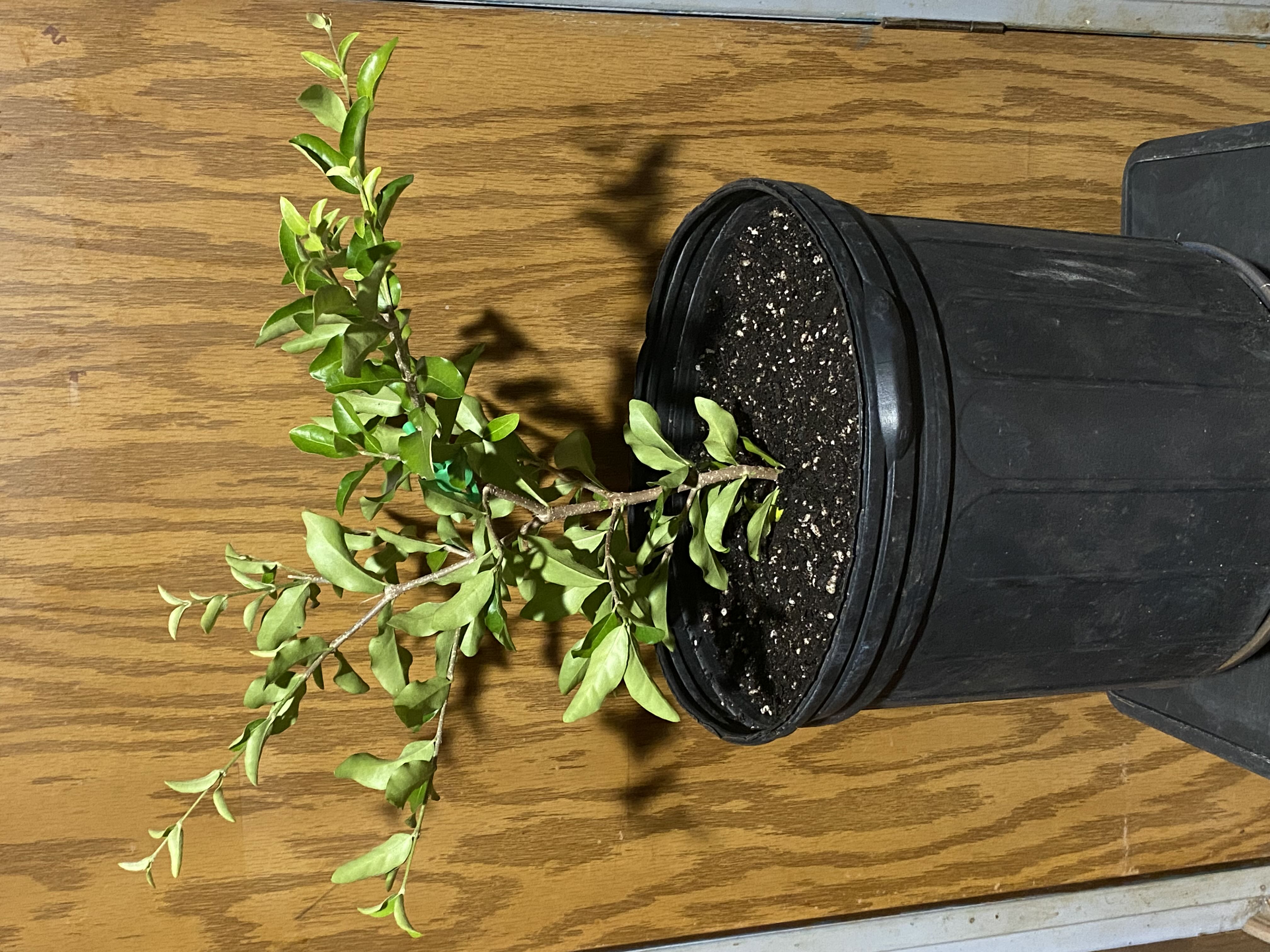 Photo from the post