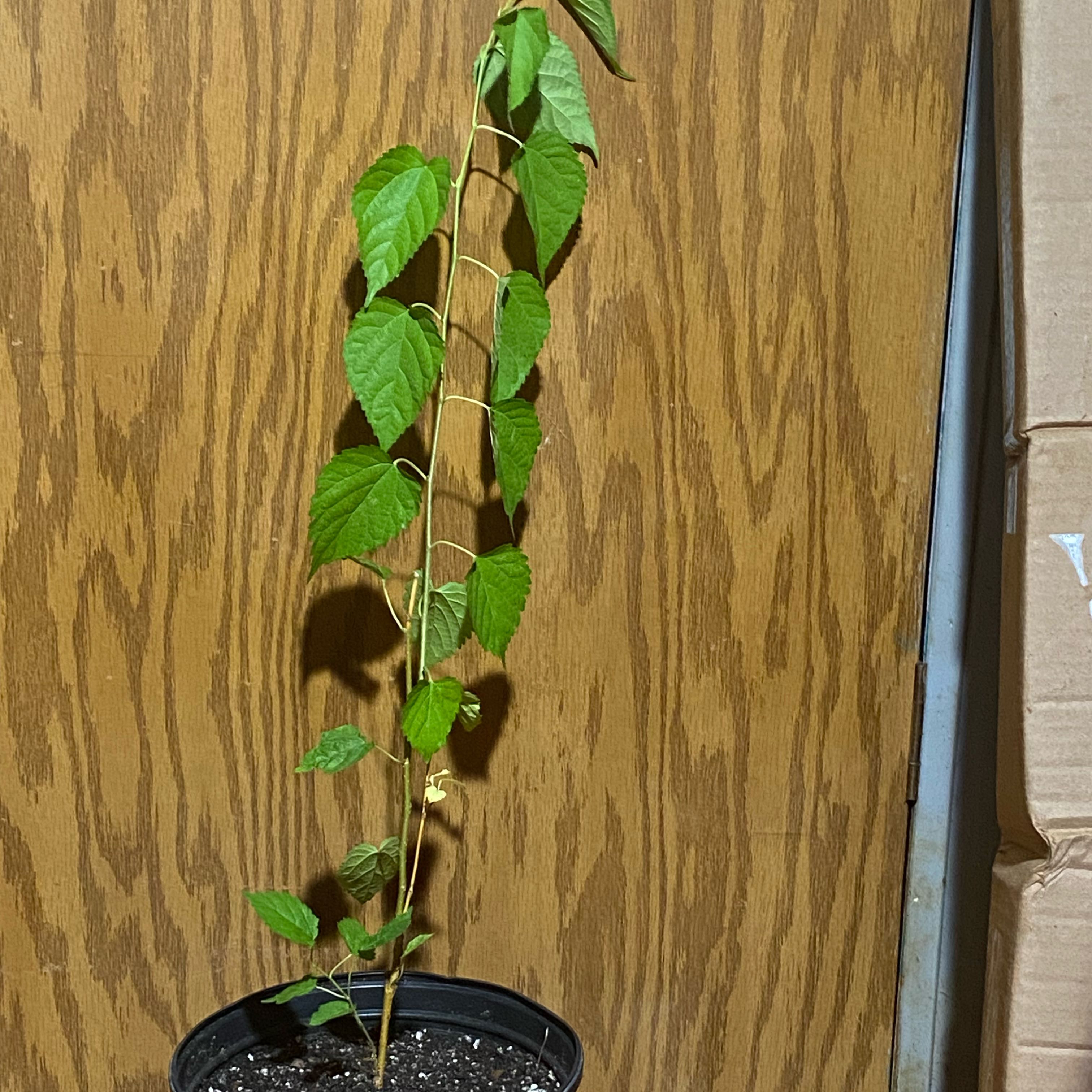 Photo of the plant species Black Mulberry by @OhGollyItsJolly named Navajo on Greg, the plant care app