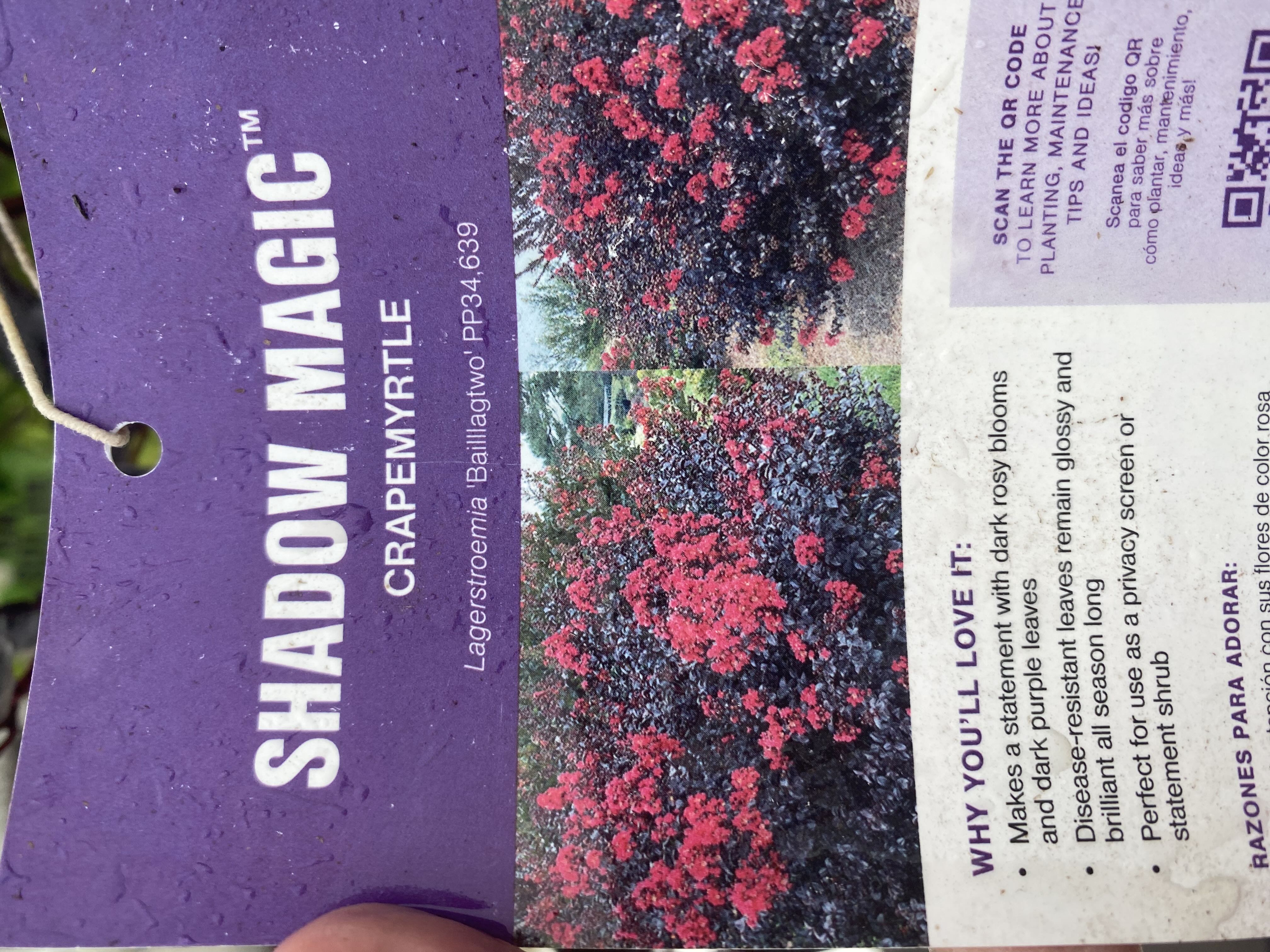 Photo from the post