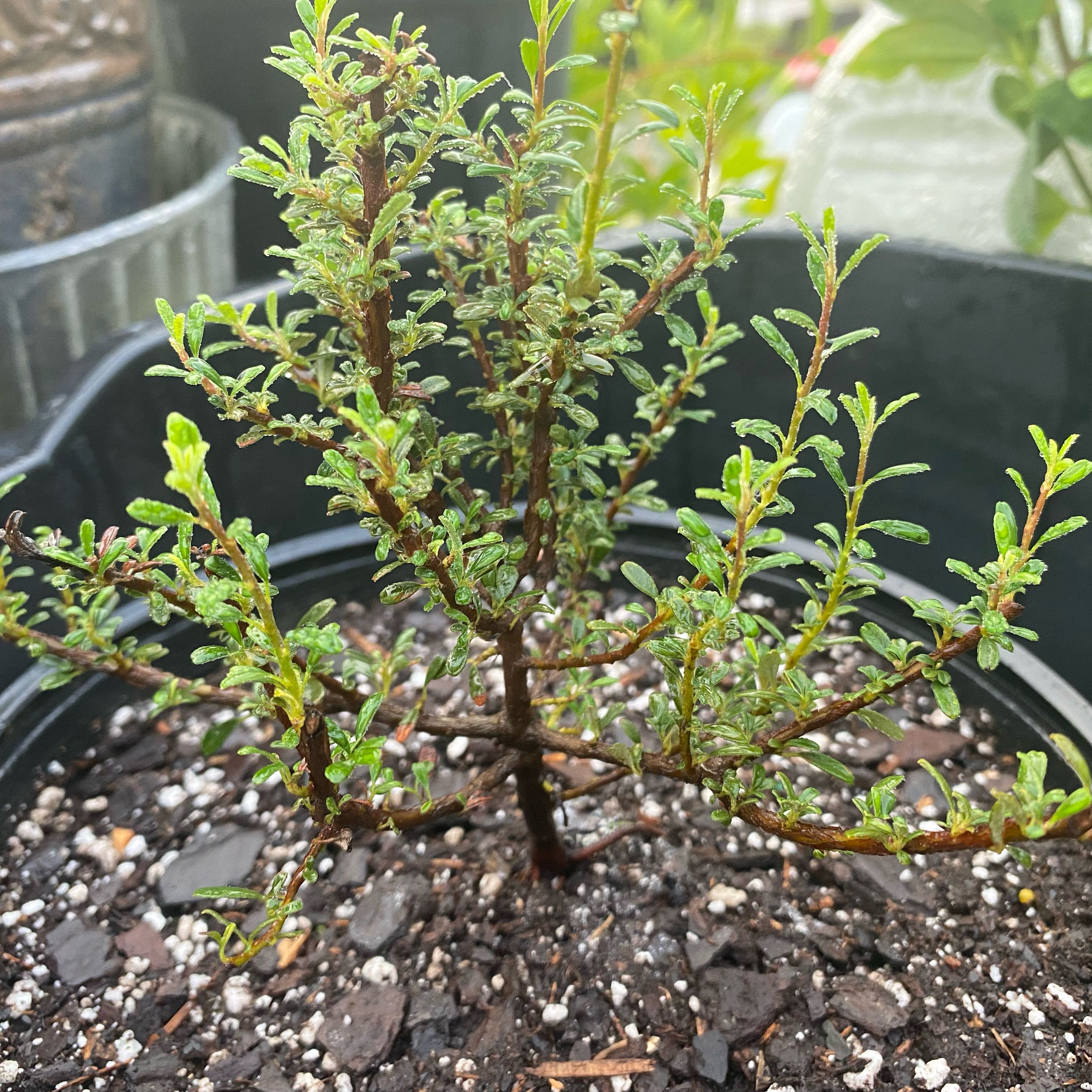 Thyme leaf Cotoneaster