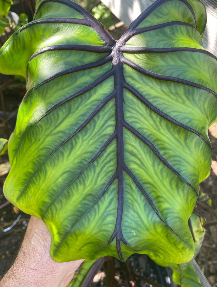 Photo from the post