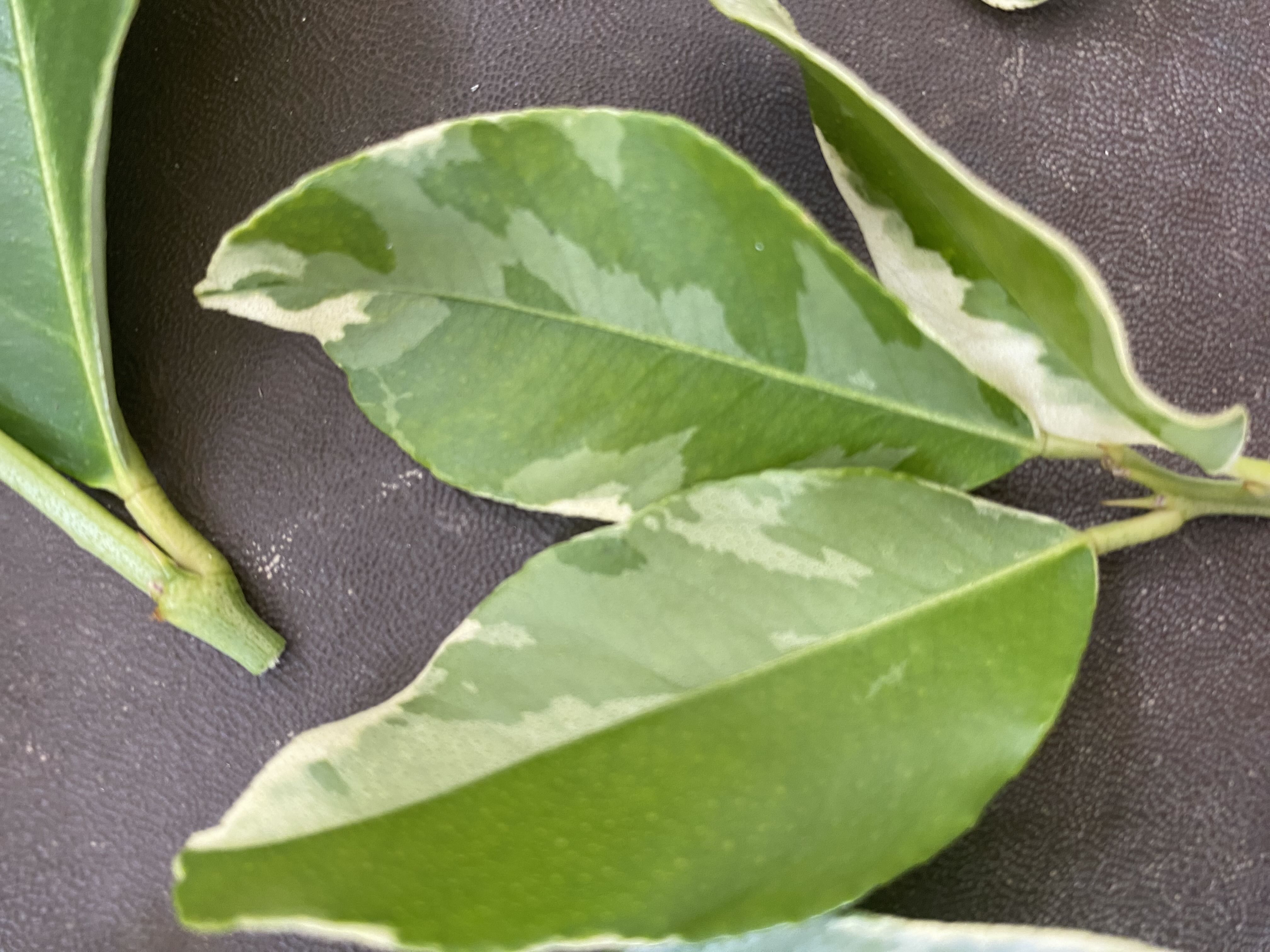 Photo from the post