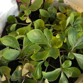 Photo of the plant species Bunchberry by @OodlesBibi88 named Sherlock on Greg, the plant care app