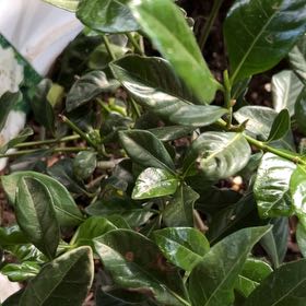 Photo of the plant species Gardenia augusta 'Florida' by @OodlesBibi88 named Tupot amaroot on Greg, the plant care app