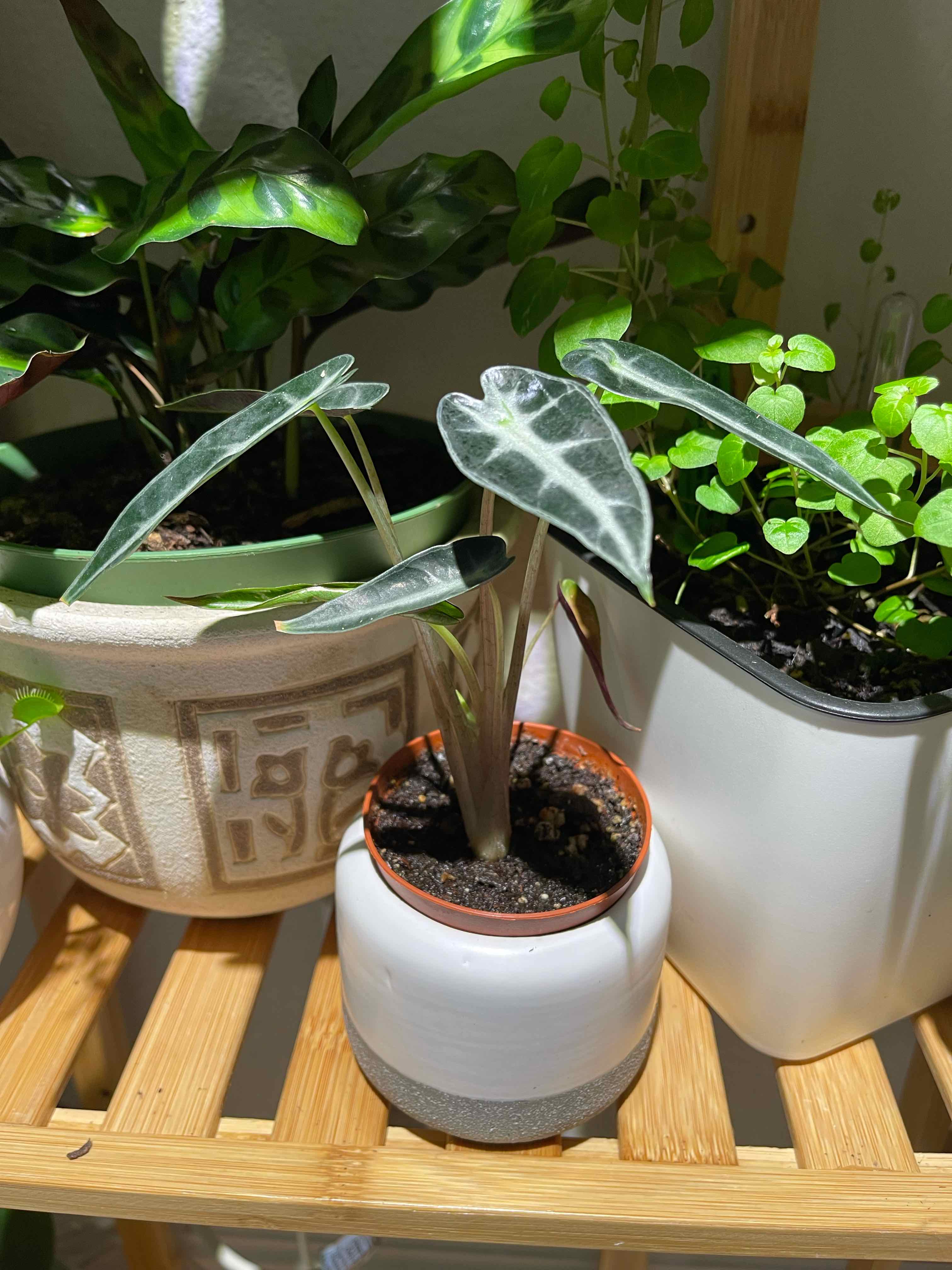 Alocasia 'Bambino' plant in a white pot on a wooden shelf with other plants in the background.