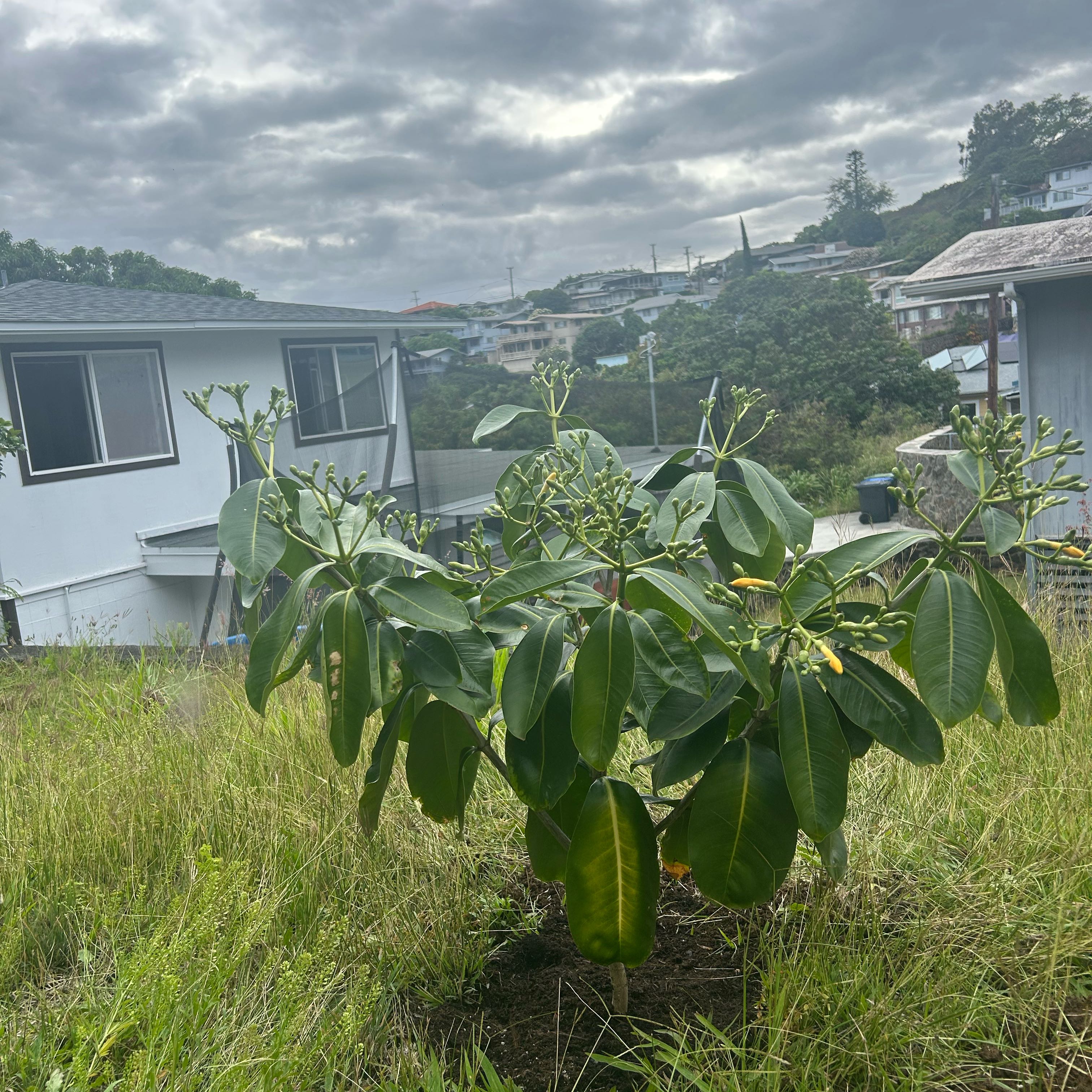 Puakenikeni