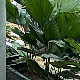 Photo of the plant species Ruffled Fan Palm by @ElatedFoxgrape named Bella on Greg, the plant care app