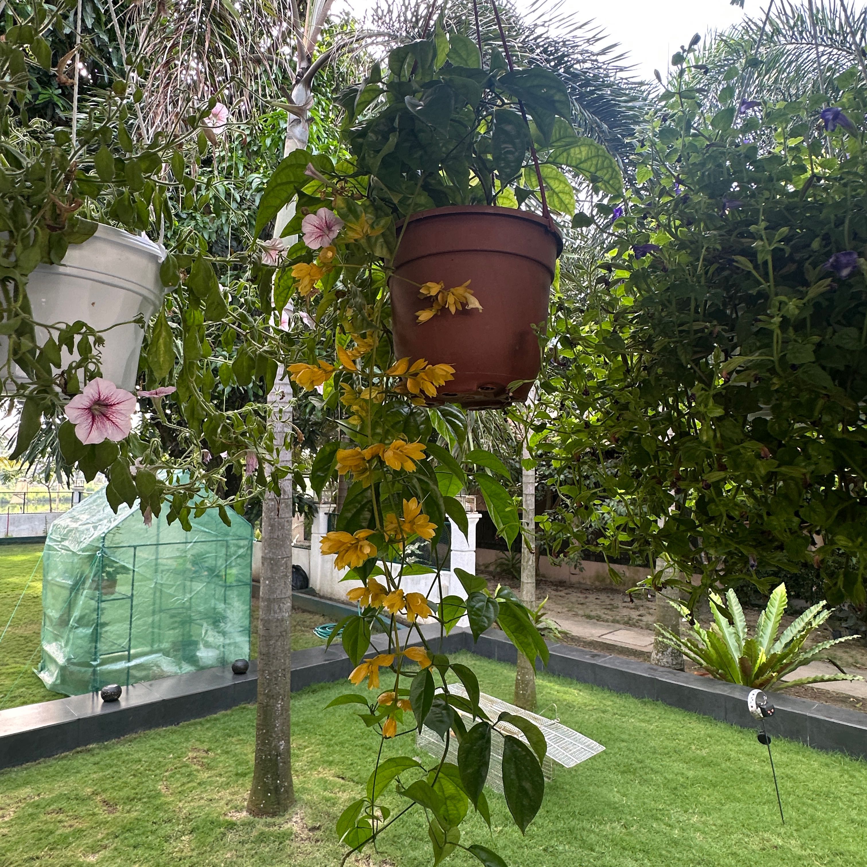 Photo of the plant species Catclaw Vine by @ElatedFoxgrape named Queen on Greg, the plant care app