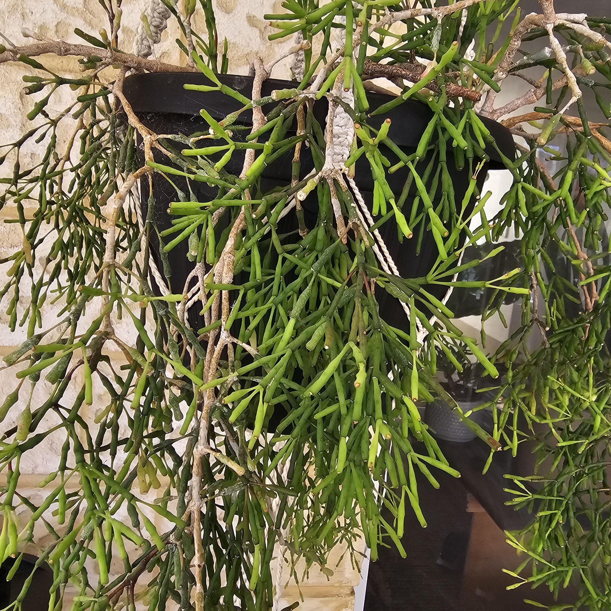Photo of the plant species Dancing Bones Cactus by @SteadyCoralbell named Rosa on Greg, the plant care app