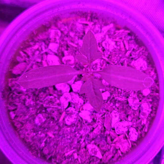 Photo of the plant species Tomatoes by @Lazyplanter named LiloStitch on Greg, the plant care app