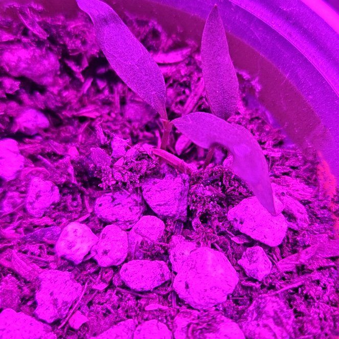 Photo of the plant species Sweet Bell Blend Sweet Pepper by @Lazyplanter named Osmo on Greg, the plant care app