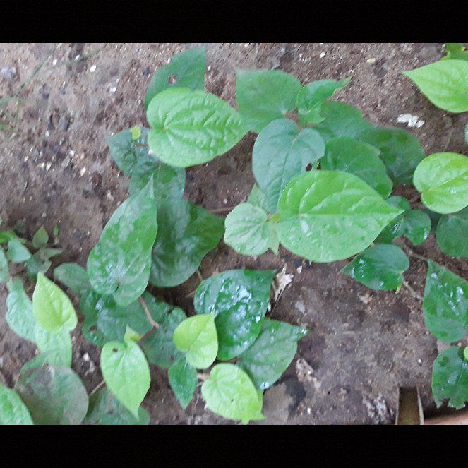 Photo of the plant species Piper Crocatum by @StarryKentia named Kesha on Greg, the plant care app