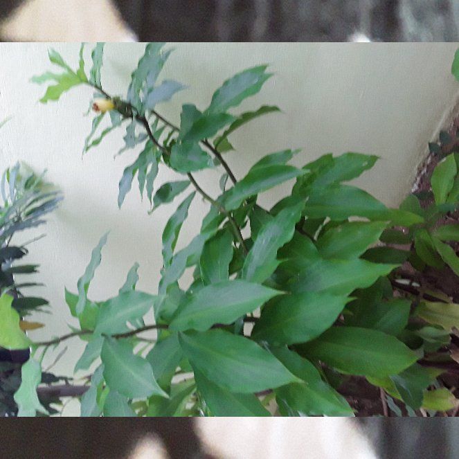 Photo of the plant species Fiery costus by @StarryKentia named Harry on Greg, the plant care app