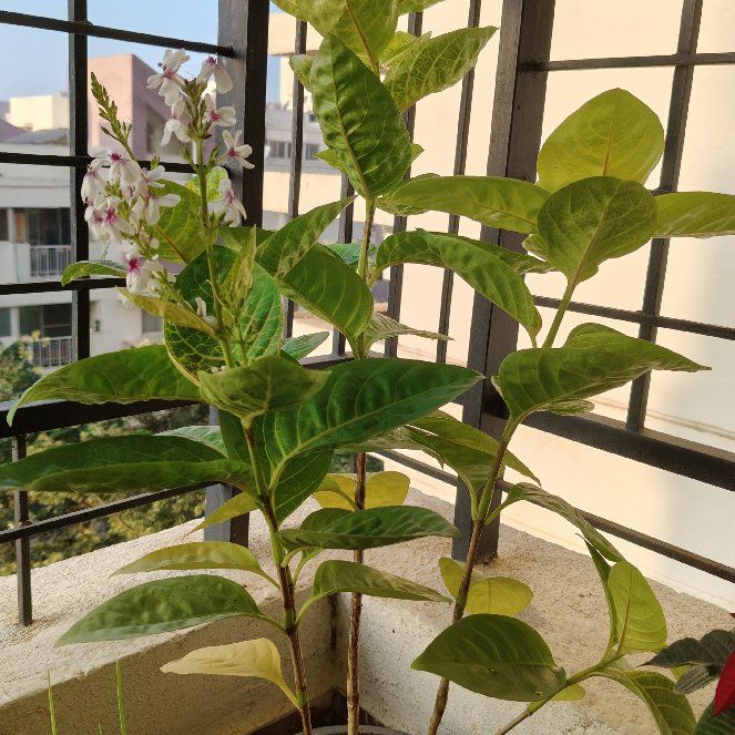 Photo of the plant species Variegated False Eranthemum by @StarryKentia named Orwell on Greg, the plant care app