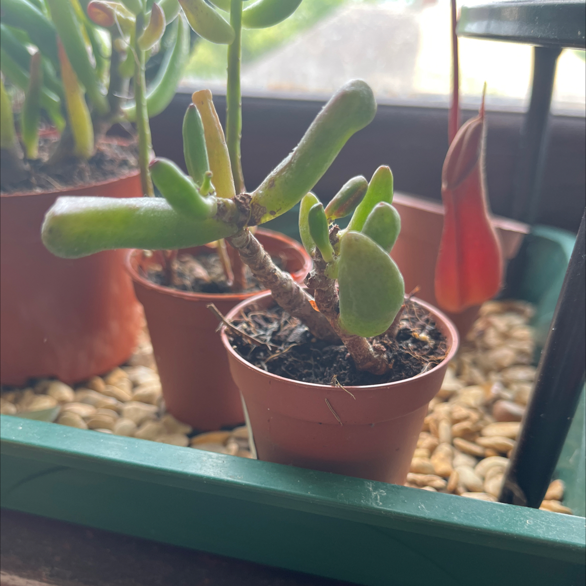 🌵 Sigmund