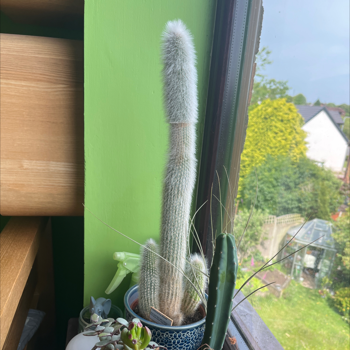 🌵 Winston