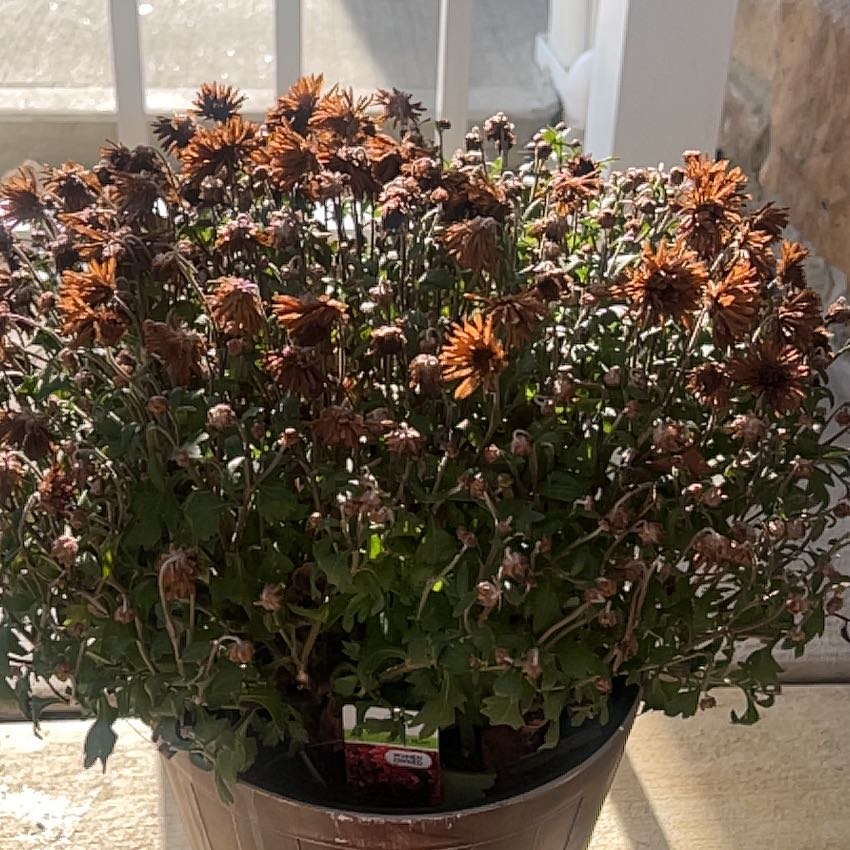 Photo of the plant species Clustered Chrysanthemum by @GenialPlain48 named Delilah on Greg, the plant care app