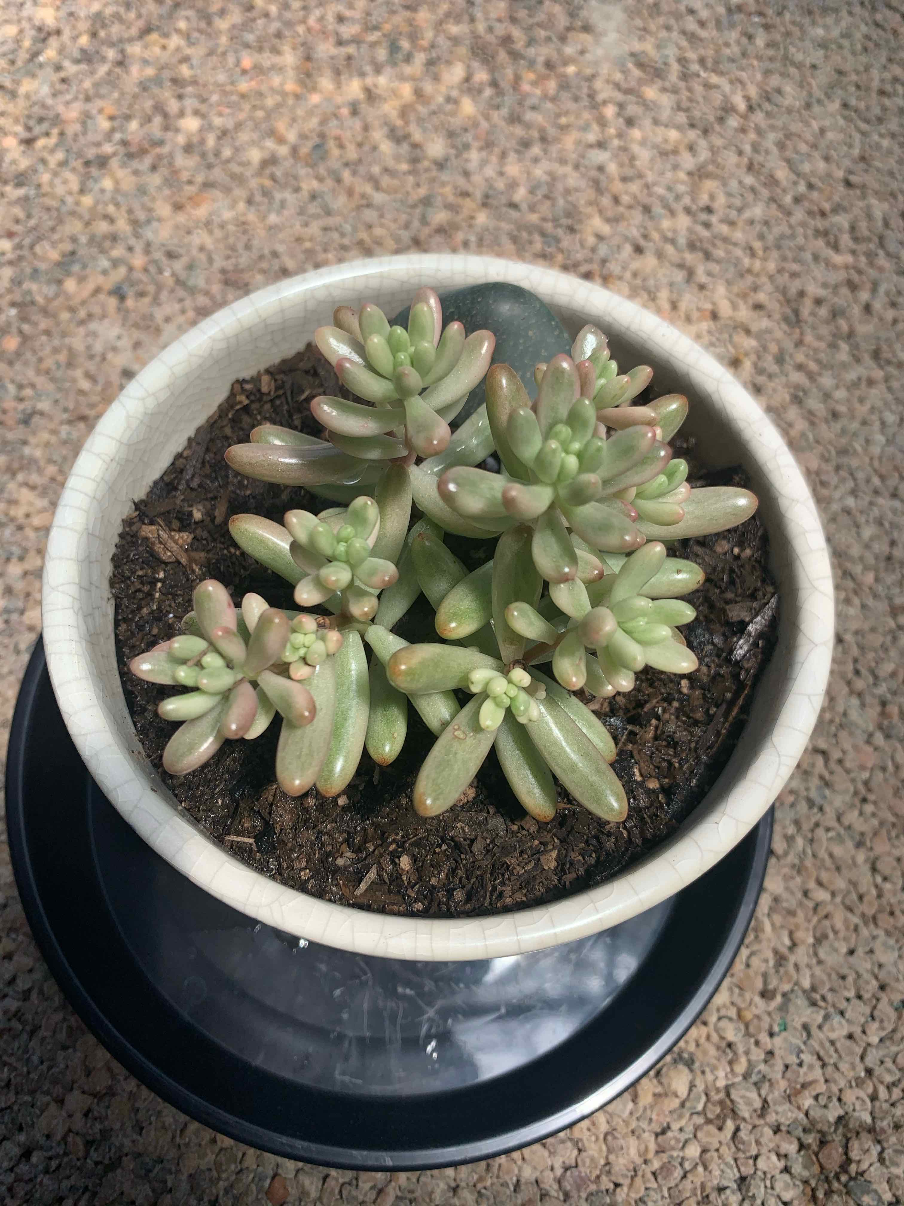 Potted Aurora Pink Jelly Bean succulent with fleshy leaves, healthy appearance.