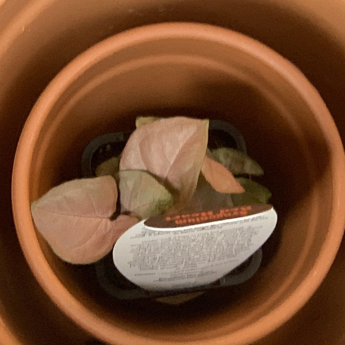 Photo of the plant species Pink Syngonium by @0x3 named Winniepoo on Greg, the plant care app