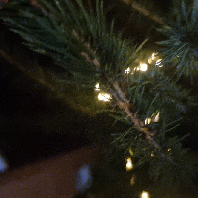 Photo of the plant species Serbian Spruce by @ZippyQuailbush named Plato on Greg, the plant care app