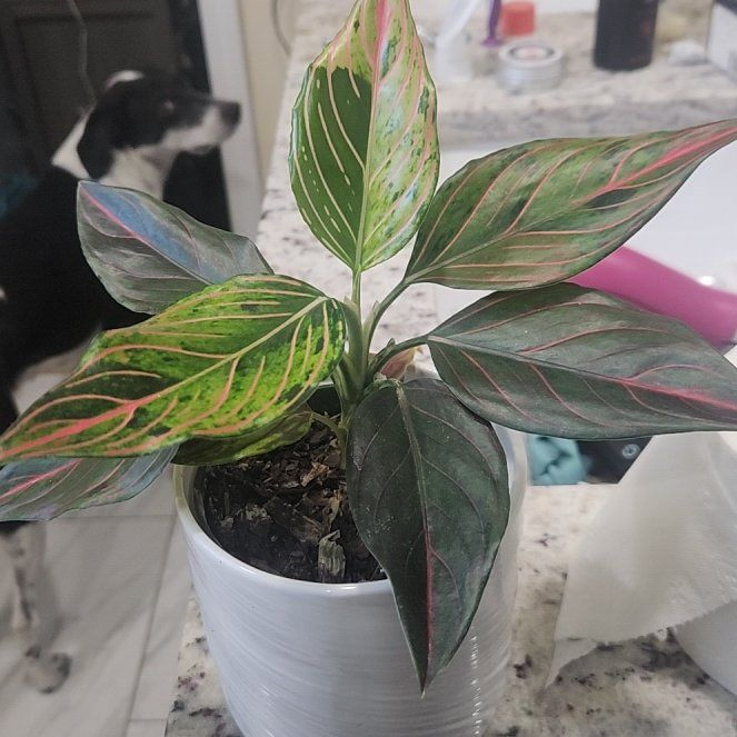 Photo of the plant species Aglaonema Red Gold by @EmFo120 named Zion on Greg, the plant care app