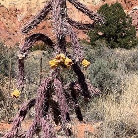Photo of the plant species Deerhorn Cholla by @GenteelMorombe named Rosa on Greg, the plant care app